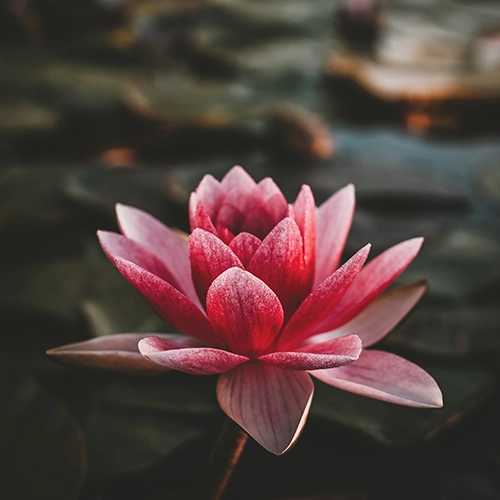 Lotus Flower